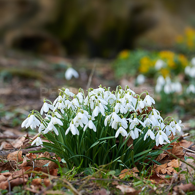 Buy stock photo Galanthus nivalis was described by the Swedish botanist Carl Linnaeus in his Species Plantarum in 1753, and given the specific epithet nivalis, meaning snowy (Galanthus means with milk-white flowers). T