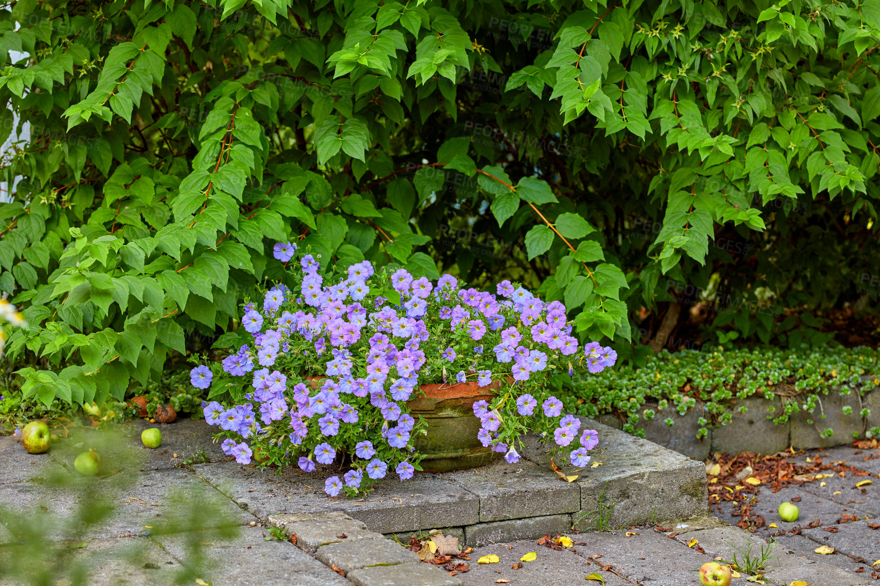 Buy stock photo A series of beautiful garden photos