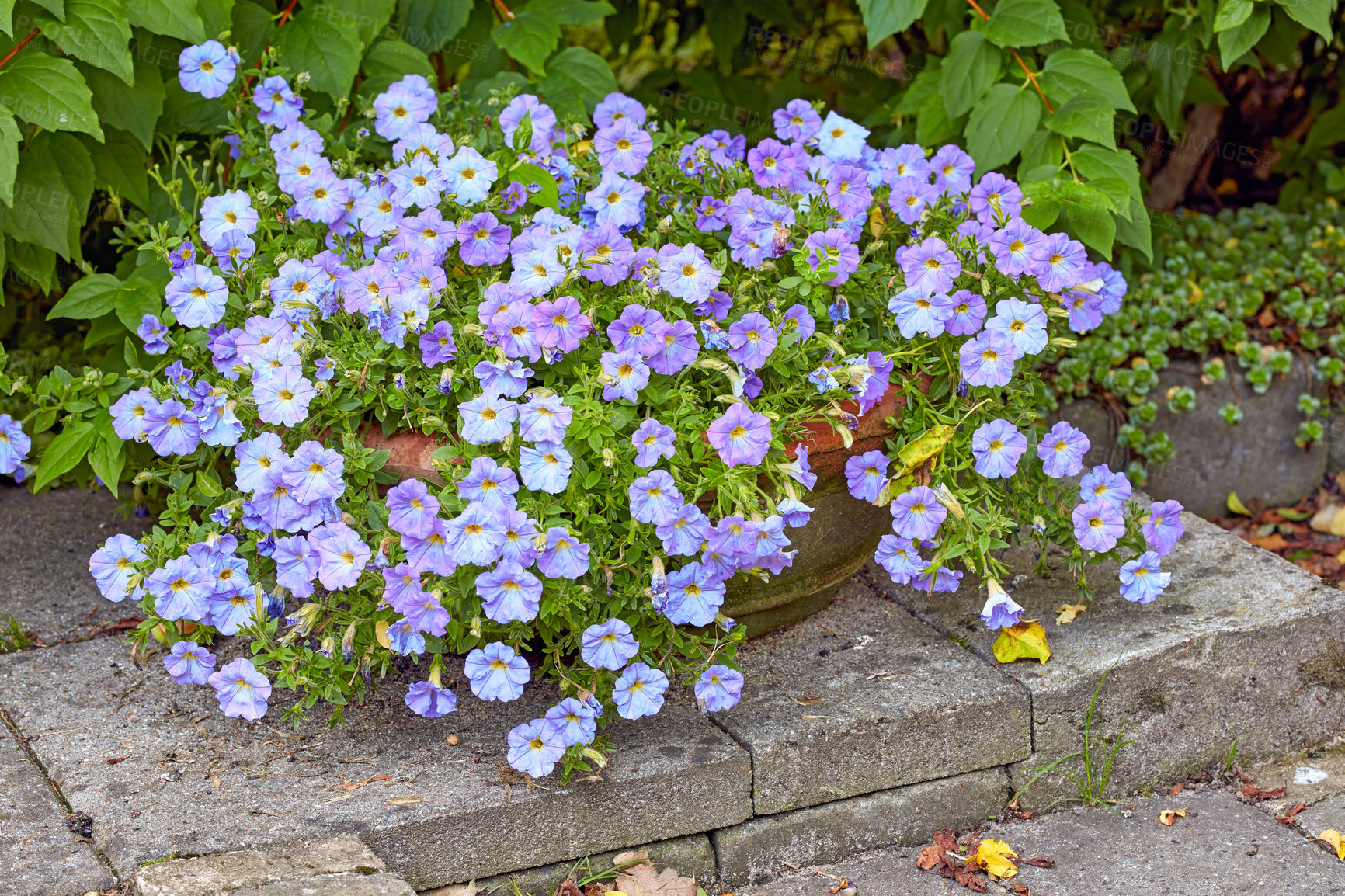 Buy stock photo A photo of beautiful Blue flowers in springtime