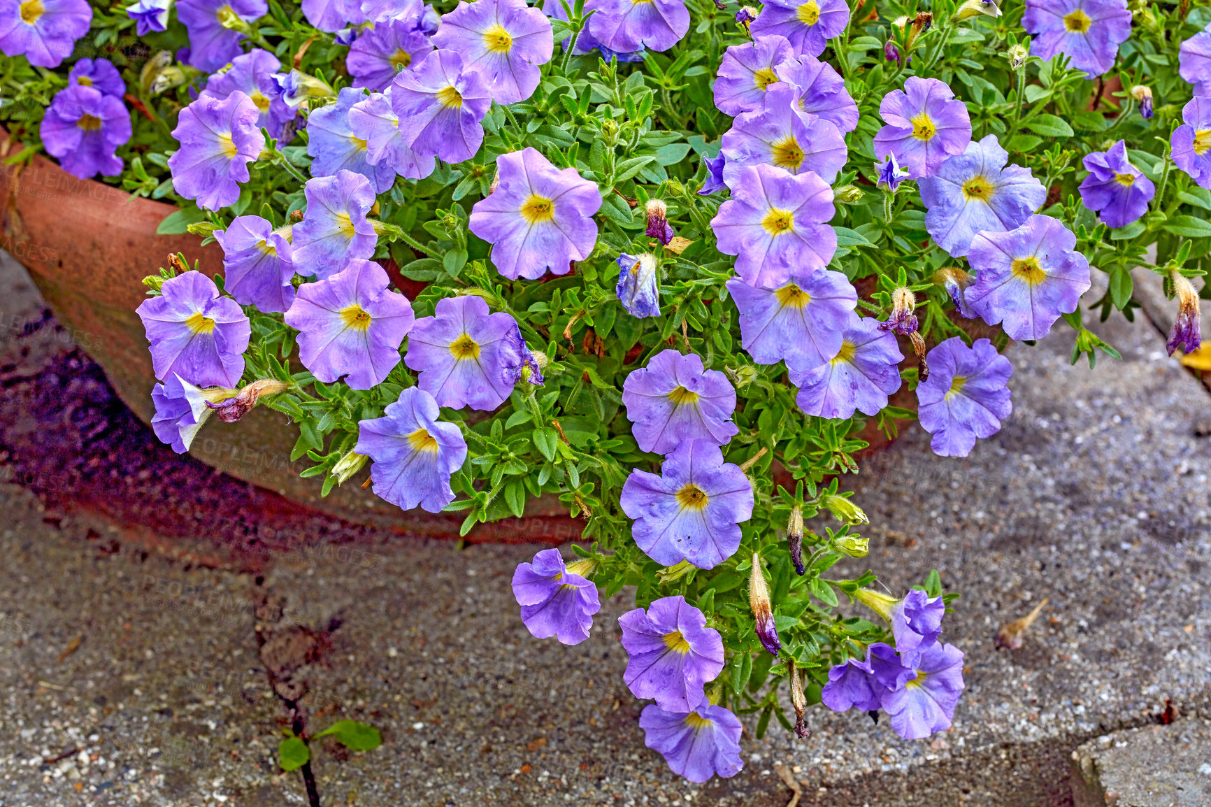Buy stock photo Growth, environment and plants or flower in nature for sustainability, floral and rural garden. Eco friendly, spring season and ecology with pot outdoor for backyard blossom, bloom and botany