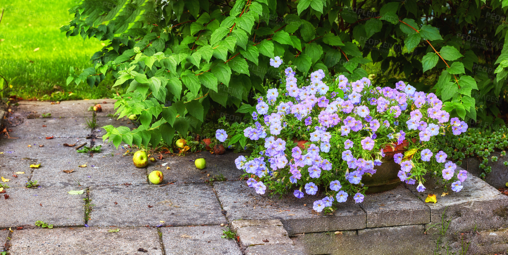 Buy stock photo A series of beautiful garden photos