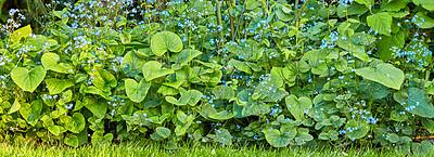 Buy stock photo A series of beautiful garden photos