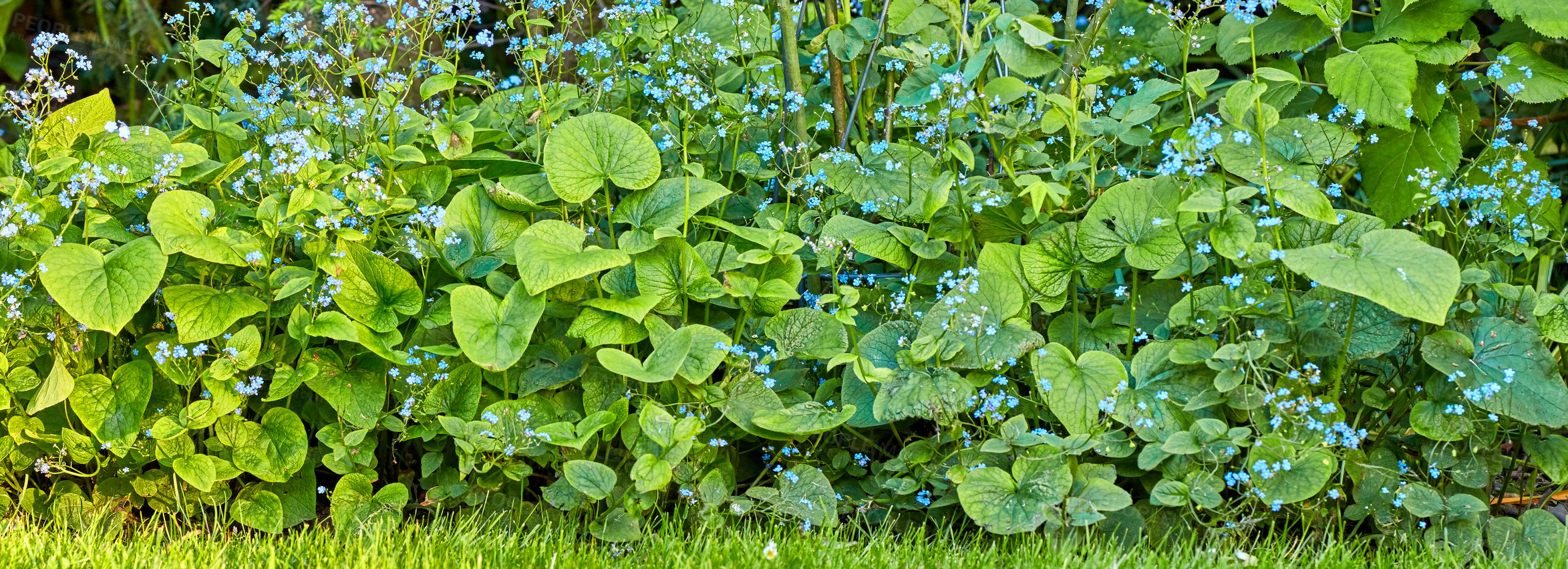 Buy stock photo A series of beautiful garden photos