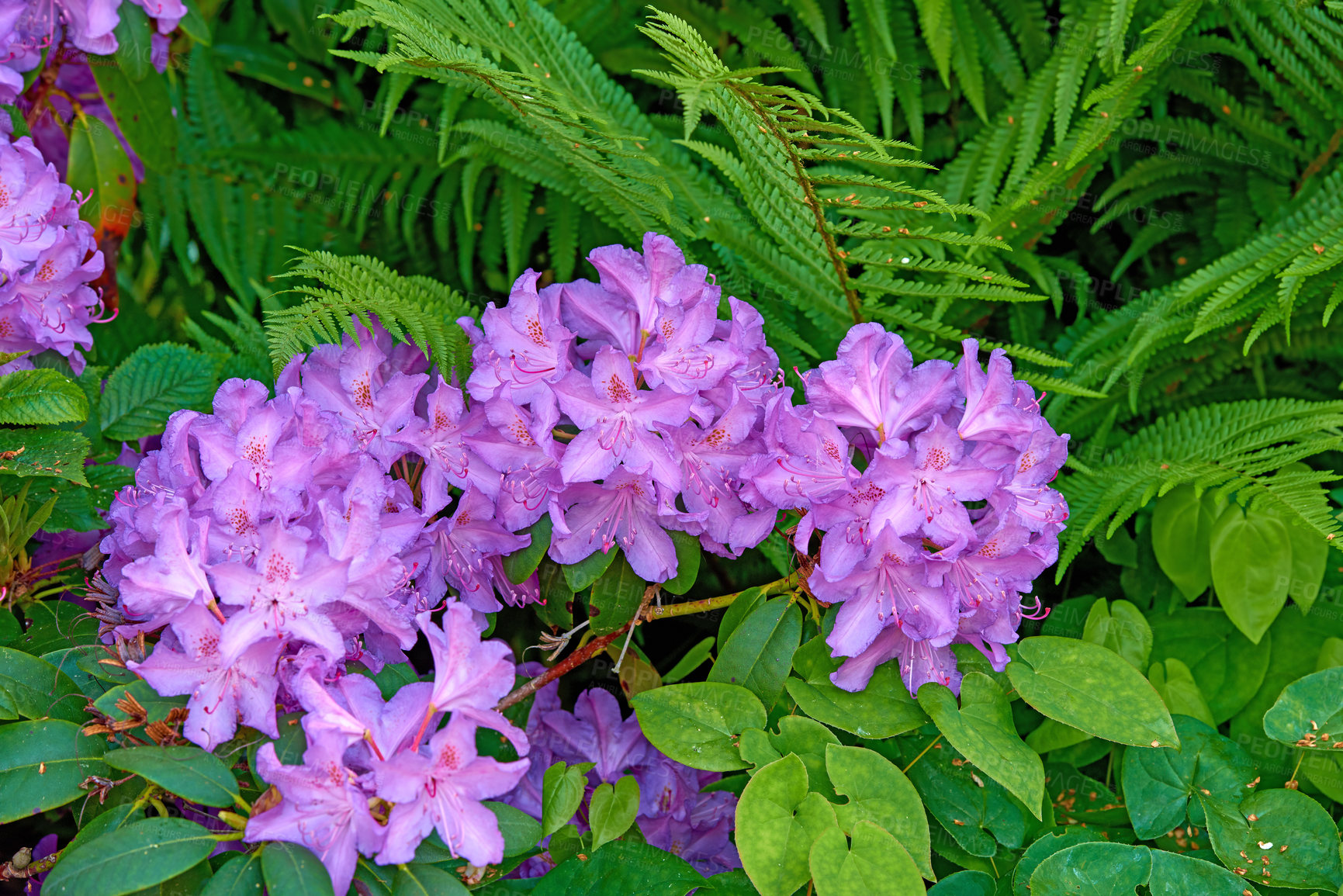 Buy stock photo Rhododendron is a genus of 1,024 species of woody plants in the heath family, either evergreen or deciduous, and found mainly in Asia, although it is also widespread throughout the Southern Highlands of the Appalachian Mountains of North America.