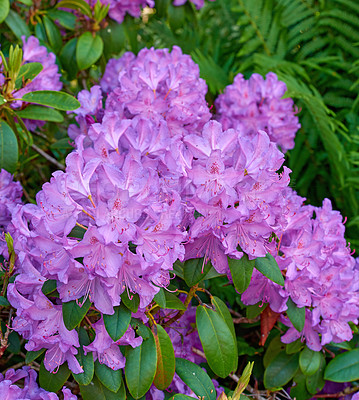 Buy stock photo Rhododendron is a genus of 1,024 species of woody plants in the heath family, either evergreen or deciduous, and found mainly in Asia, although it is also widespread throughout the Southern Highlands of the Appalachian Mountains of North America.