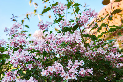 Buy stock photo A photo of beautiful Blue flowers in springtime