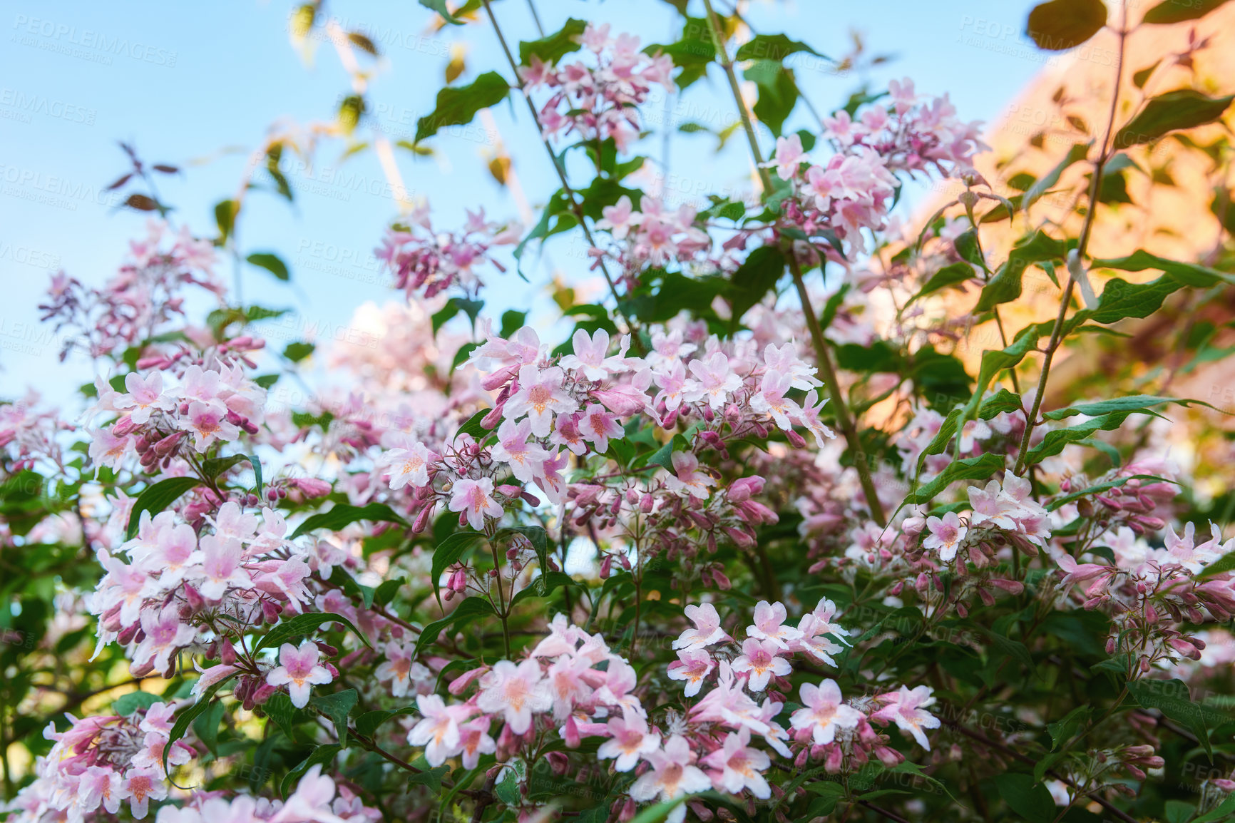 Buy stock photo A photo of beautiful Blue flowers in springtime