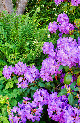 Buy stock photo A garden with Purple Rhododendron flowers growing with lush green leaves outdoors in nature. Bright and vibrant plants bloom and blossom in a forest on a spring day or summer afternoon