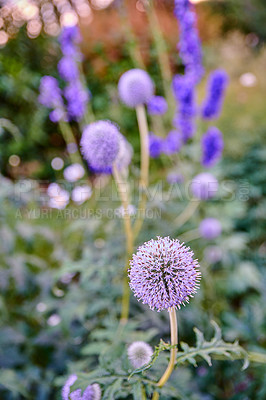 Buy stock photo Purple globe thistle flowers growing in a summer garden. Beautiful outdoor flower between lush green leaves. Gardening perennial flowering plants for backyard decoration or park landscaping
