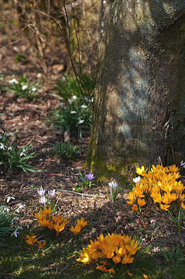 Buy stock photo Yellow crocus flavus flowers growing around a tree trunk in a forest outside. Closeup of a beautiful bunch of flowering plants with vibrant petals blooming and blossoming in a natural environment