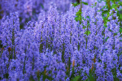 Buy stock photo Purple flower garden in spring outside. Landscape of floral bluebell scilla siberica field bush blooming in nature. Beautiful blue plants growing in the backyard and colorful flora in the meadow 