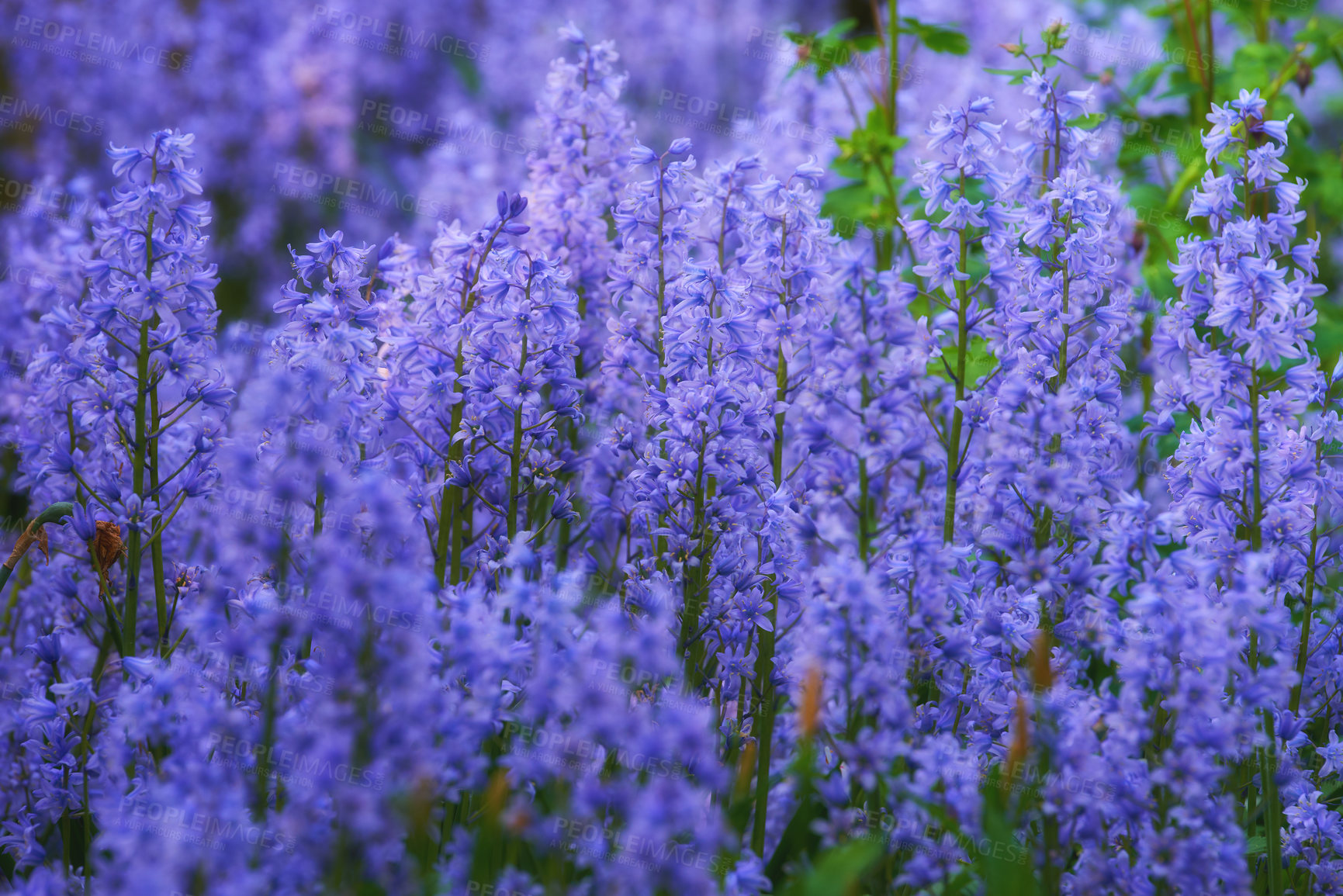 Buy stock photo Purple flower garden in spring outside. Landscape of floral bluebell scilla siberica field bush blooming in nature. Beautiful blue plants growing in the backyard and colorful flora in the meadow 