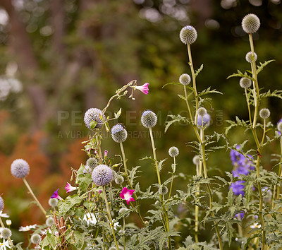 Buy stock photo Beautiful and bright Echinops Exaltatus flower growing in the garden with a bush background. The Russian globe thistle plant outdoors in nature or in the forest on a summer day or spring afternoon