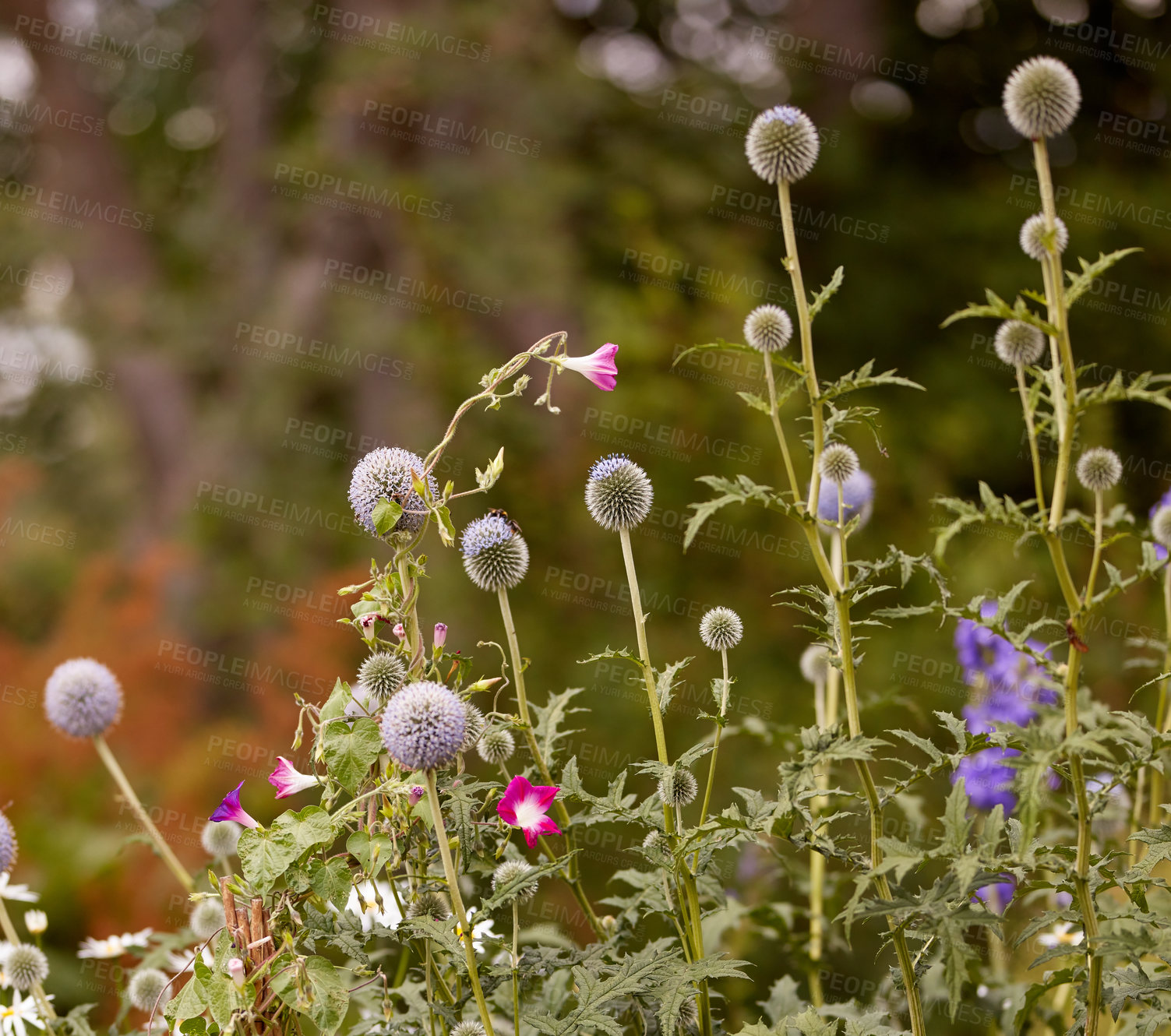 Buy stock photo Beautiful and bright Echinops Exaltatus flower growing in the garden with a bush background. The Russian globe thistle plant outdoors in nature or in the forest on a summer day or spring afternoon