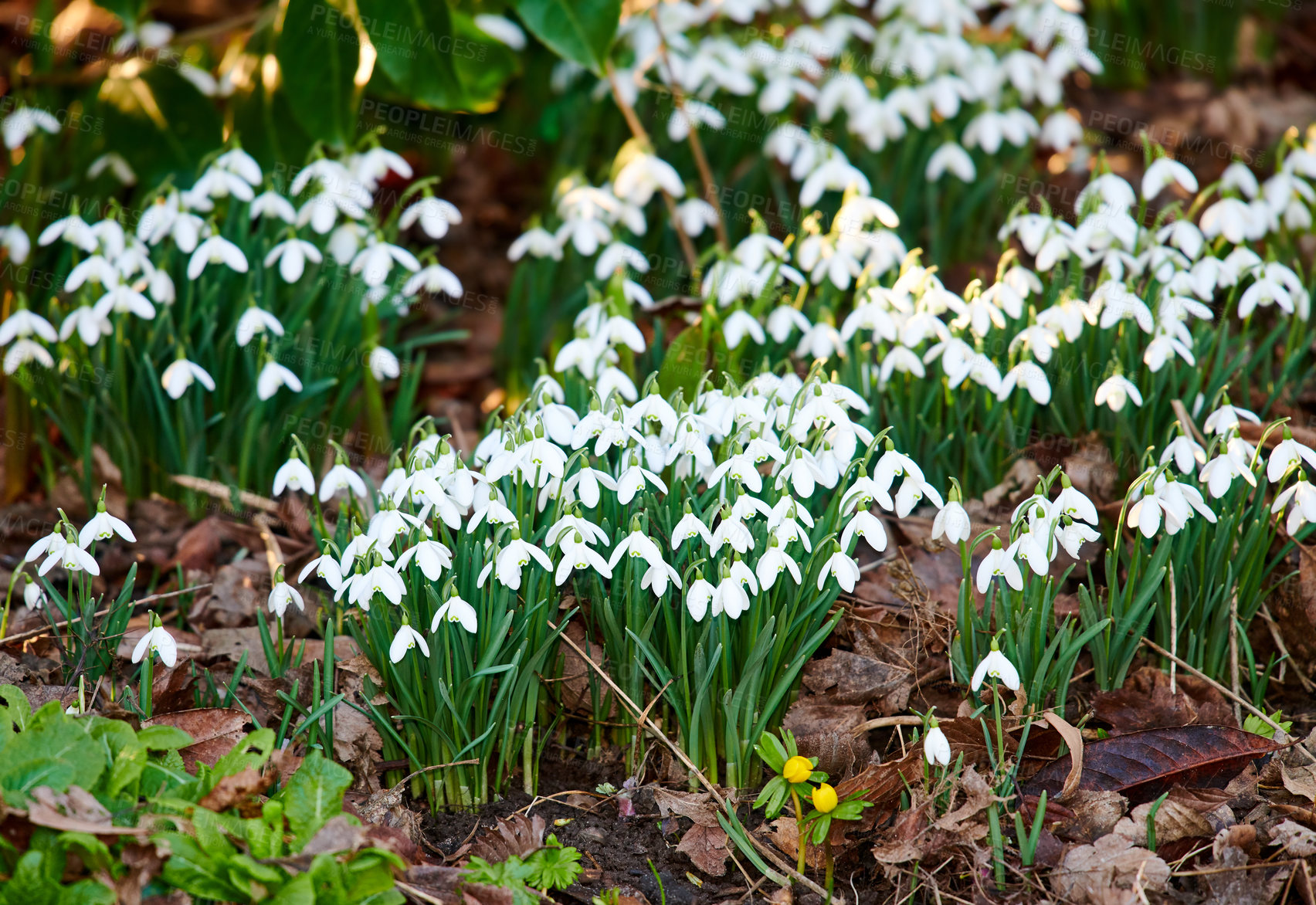 Buy stock photo Galanthus nivalis was described by the Swedish botanist Carl Linnaeus in his Species Plantarum in 1753, and given the specific epithet nivalis, meaning snowy (Galanthus means with milk-white flowers). This narrow-leaved snowdrop, with its delicate white hanging flowers, has become very popular in cultivation and is commonly planted in gardens and parks. It is now a familiar sight even in the British Isles and northern France where it is not native.
Snowdrops and their bulbs are poisonous to humans and can cause nausea, diarrhoea and vomiting if eaten in large quantities.