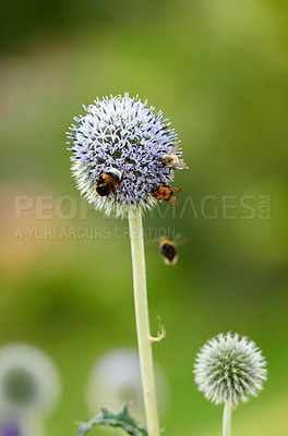 Buy stock photo Blue Globe Thistle plant being pollinated by bumble bees in summer against a nature background. Spring wildflower flourishing and blooming on a field or meadow. Echinops in a green park with insects