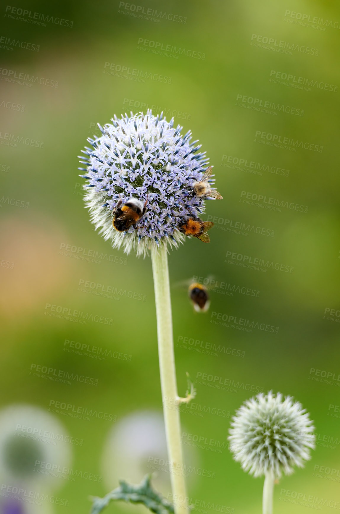 Buy stock photo Blue Globe Thistle plant being pollinated by bumble bees in summer against a nature background. Spring wildflower flourishing and blooming on a field or meadow. Echinops in a green park with insects