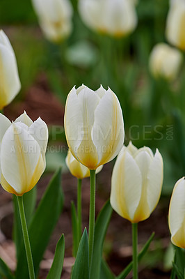 Buy stock photo Tulips growing in a green backyard garden against a nature background. Beautiful flowering plants flourishing and blooming in a park during springtime. Pretty flora blossoming on the countryside