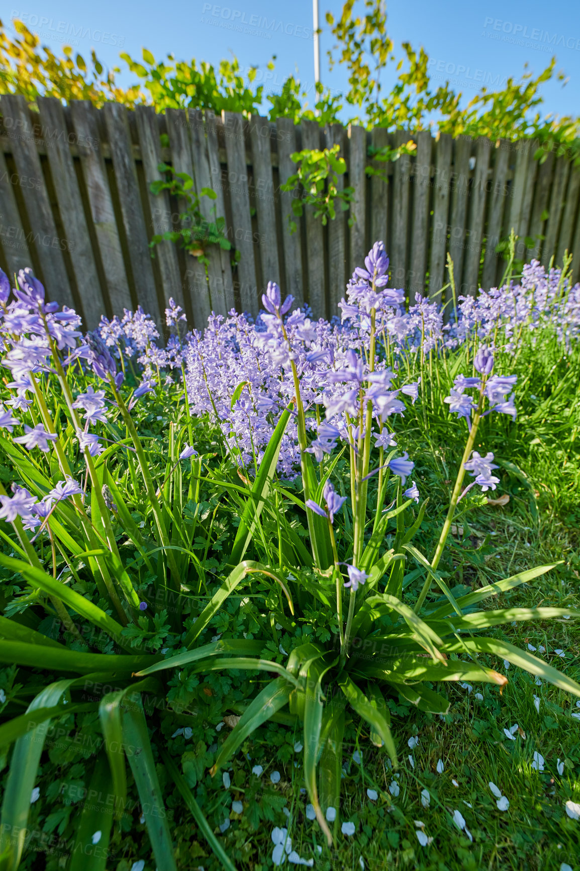 Buy stock photo Landscape view of common bluebell flowers growing and flowering on green stems in private backyard or secluded home garden. Textured detail of blooming blue kent bells or campanula plants blossoming