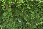 Garden dreams