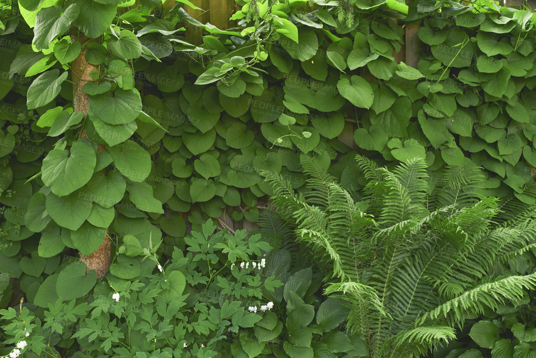 Buy stock photo A series of beautiful garden photos