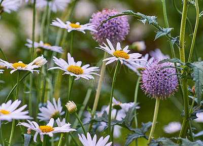 Buy stock photo Closeup of white daisies and purple globe thistles growing in remote field, meadow or home backyard garden. Marguerite daisy flowers or argyranthemum frutescens medicinal flower and echinops blooming