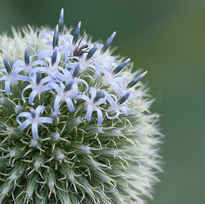 Buy stock photo Blue Globe Thistle plant being pollinated by bees in a garden in summer against nature background. Spring echinops wildflower flourishing and blooming on a field or meadow. Fly landing on a flower