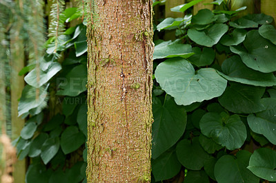 Buy stock photo A series of beautiful garden photos