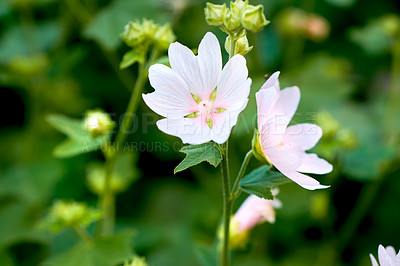 Buy stock photo White angel or wrightia antidysenterica flowers growing in a green backyard or garden against a nature background. Beautiful flowering plants flourishing, blossoming and blooming during spring