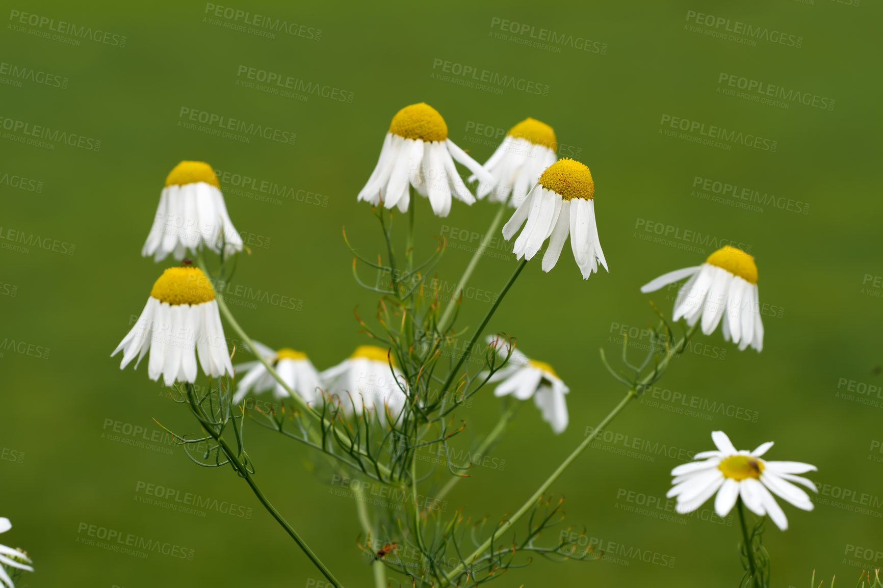 Buy stock photo Closeup of a bush of daisy flowers in a garden. Delicate white blossoming plants growing against a blurred green background with copy space. Marguerite daisies or chamomile herb in bloom in summer

