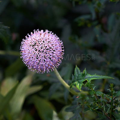 Buy stock photo Closeup of a purple globe thistle flower growing in a garden with blur background copy space. Beautiful outdoor echinops perennial flowering pant with a green stem and leaves flourishing in a park