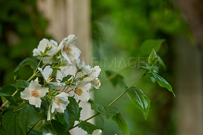 Buy stock photo A series of beautiful garden photos