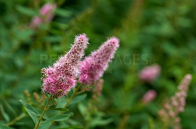 Buy stock photo Closeup of a pink smartweed flower growing in a garden with blur background copy space. Beautiful outdoor water knotweed flowering pant with a longroot and leaves flourishing in a nature environment 