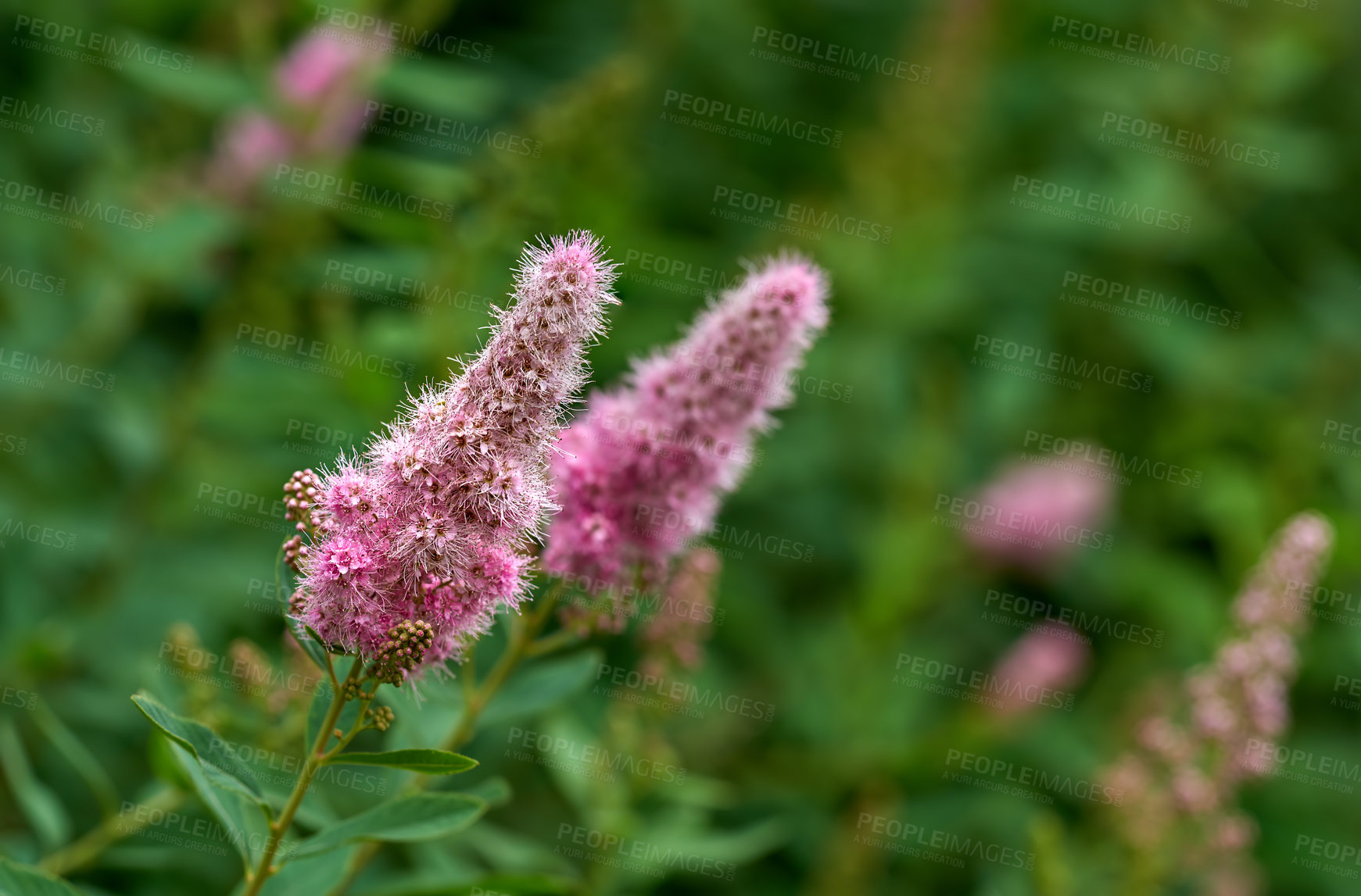 Buy stock photo Closeup of a pink smartweed flower growing in a garden with blur background copy space. Beautiful outdoor water knotweed flowering pant with a longroot and leaves flourishing in a nature environment 