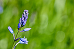 Blue garden flowers 