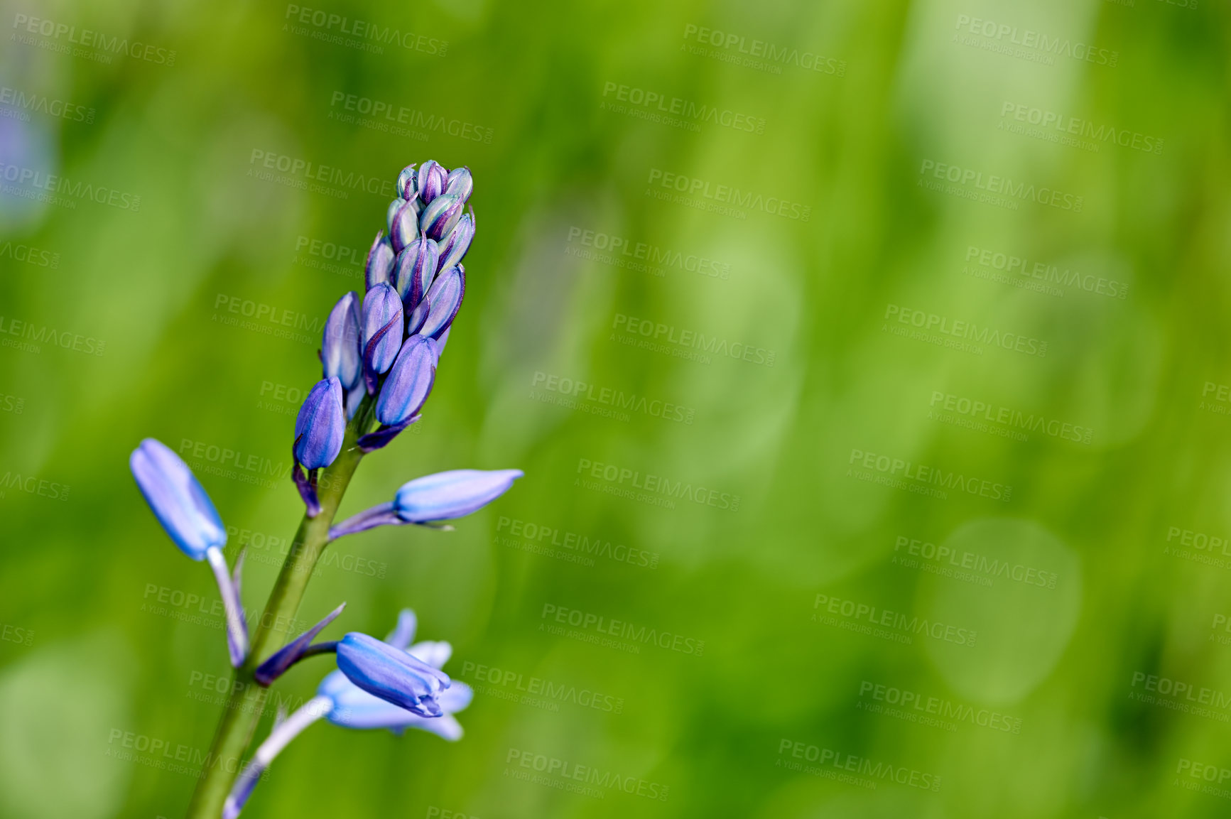 Buy stock photo A photo of beautiful Blue flowers in springtime