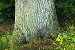 Huge tree in my garden - early spring