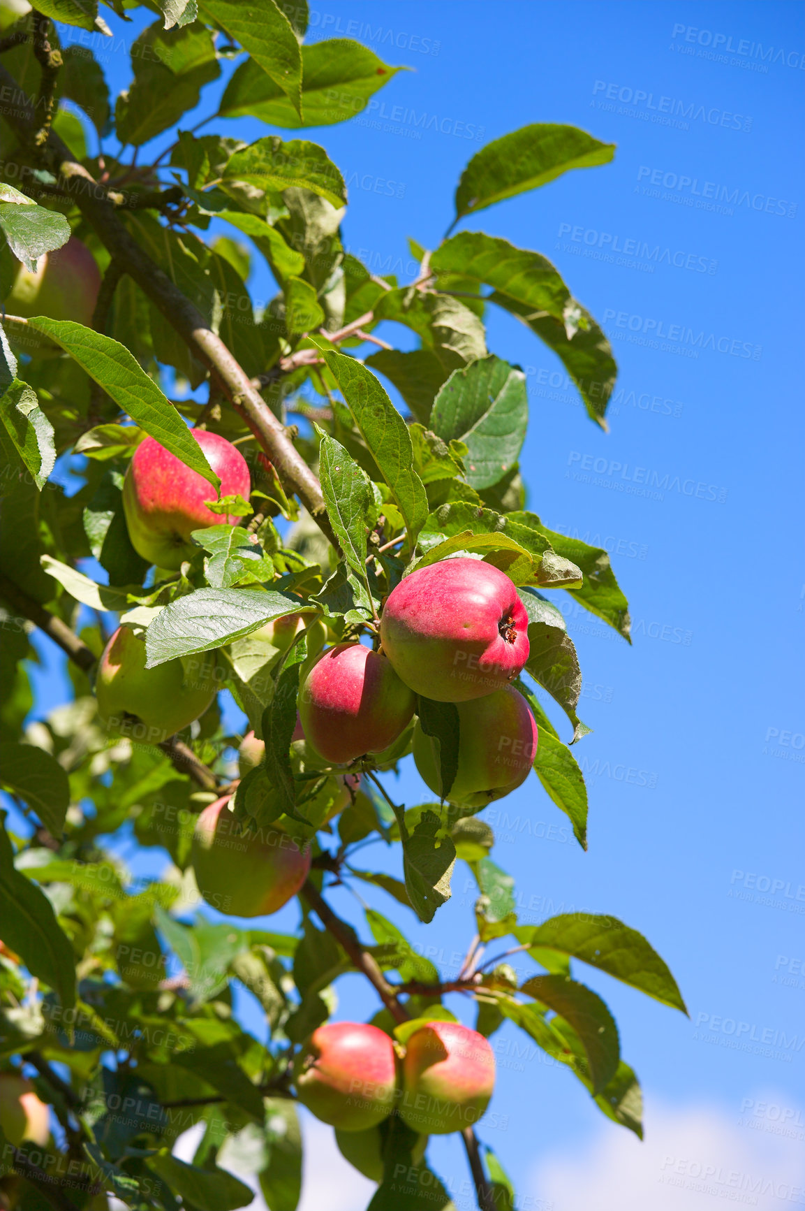 Buy stock photo Group of red apples on an orchard tree on a blue sky background. Organic fruit growing on a cultivated or sustainable farm or garden. Delicious, healthy produce flourishing during harvesting season