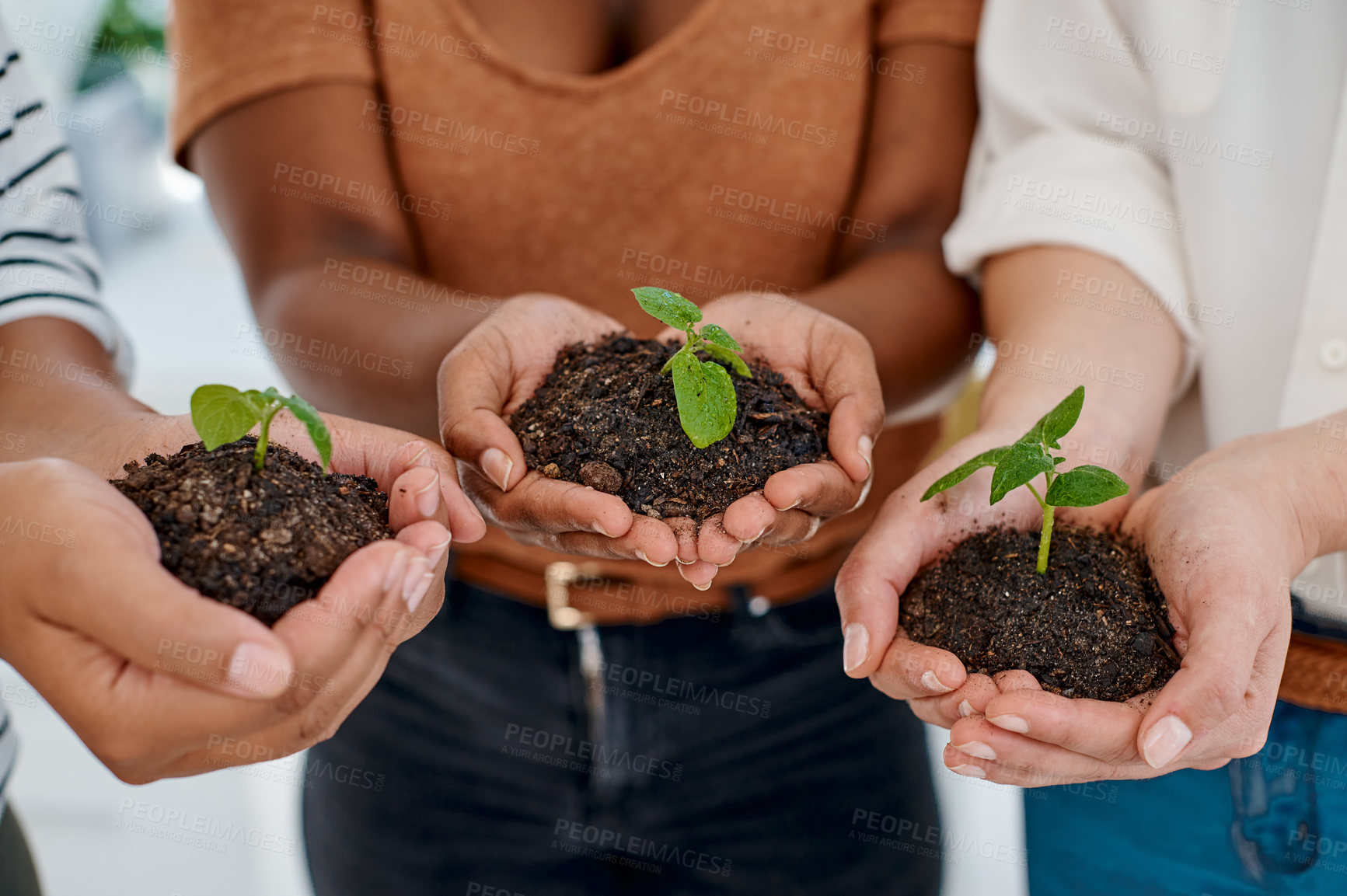 Buy stock photo Cropped shot of an unrecognizable group of businesswomen holding a plant growing out of soil inside an office