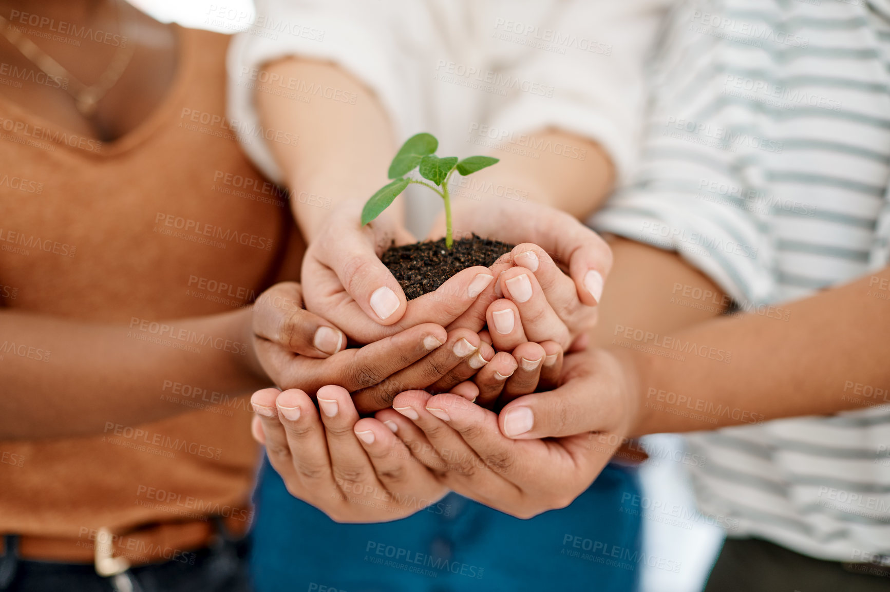 Buy stock photo Cropped shot of an unrecognizable group of businesswomen holding a plant growing out of soil inside an office