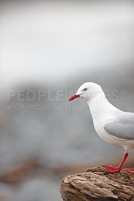 Buy stock photo Closeup of a cute seagull standing on a rock or natural wall at the beach in its natural habitat or environment. An adorable white bird or animal at the sea on a sunny summer day with copy space