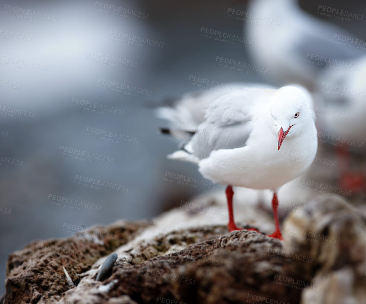 Buy stock photo Closeup of a cute seagull standing on a rock or natural wall at the beach in its natural habitat or environment. An adorable white bird or animal at the sea on a grey and cold day with copy space