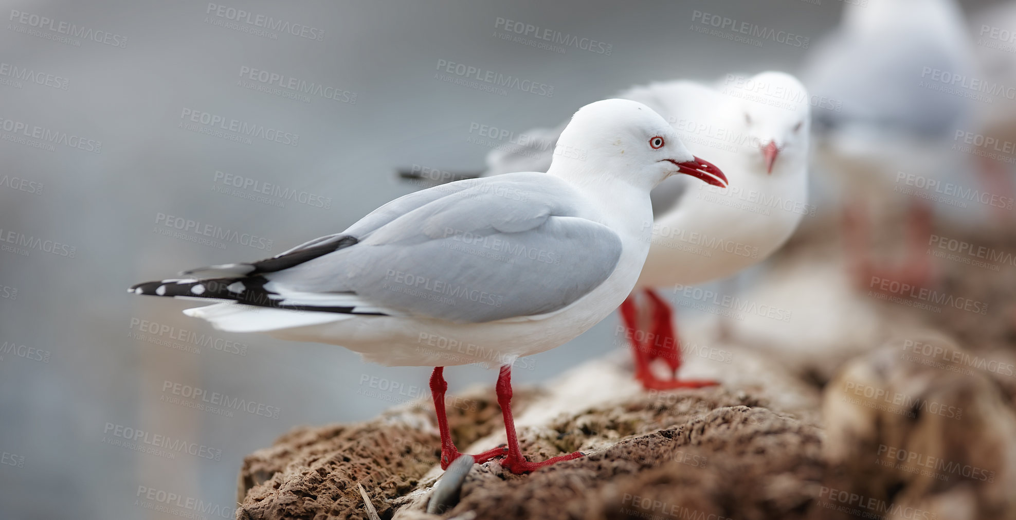 Buy stock photo a flock of seagulls standing on a rock at the beach or ocean in their habitat or environment on a summer day. A line of beautiful bright white and grey birds outdoors in nature