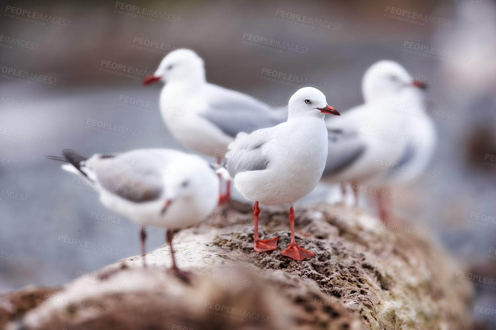 Buy stock photo Seagulls sitting on an old sea pier by the harbor. The European herring gull looking for food by the seaside on the beach railing. Closeup of a birds looking out to the ocean on the coastline