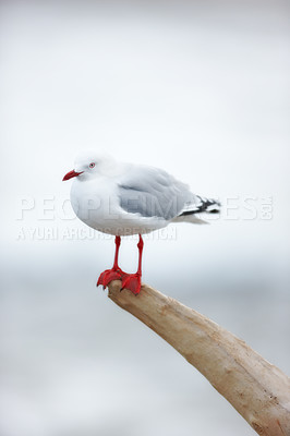 Buy stock photo A seagull in its natural habitat by the ocean. Wildlife sitting on a stump in nature against a blurred grey background outside. One cute clean marine bird on drift wood at the beach with copy space