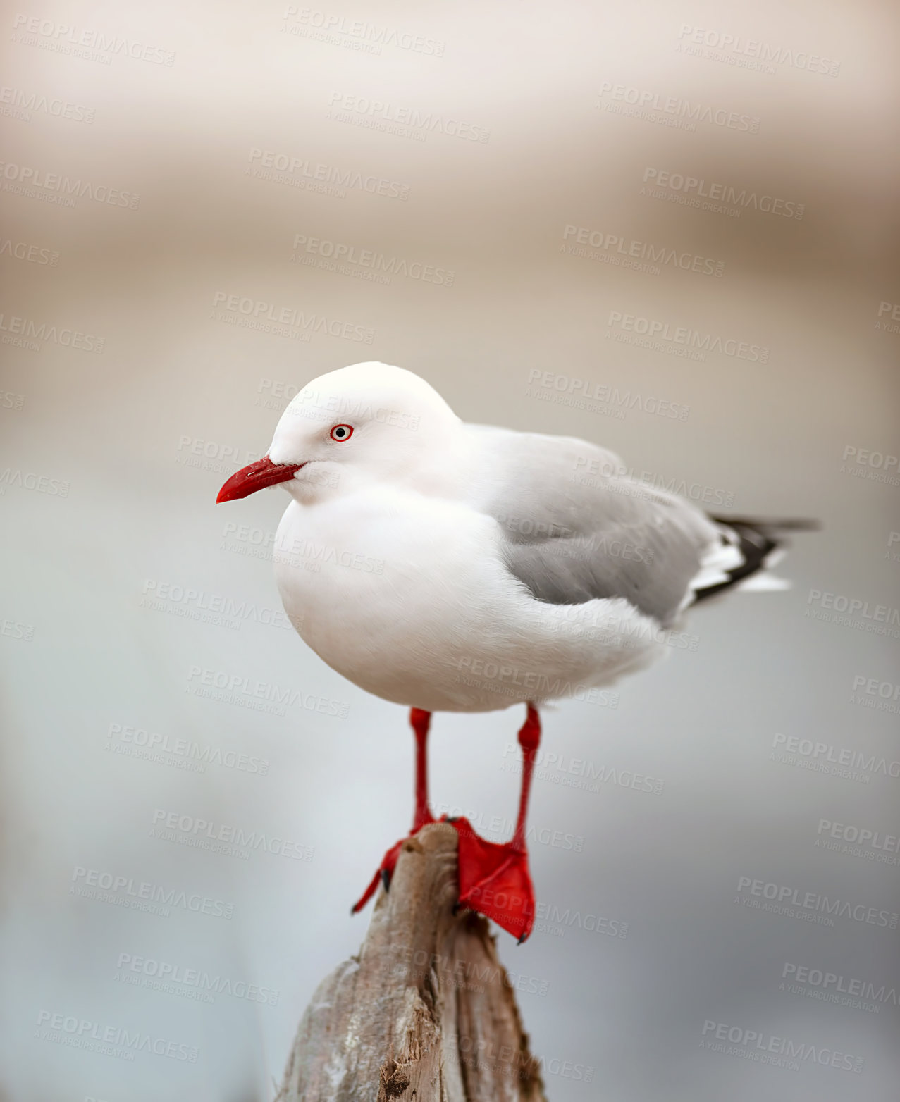 Buy stock photo Portrait of a red billed gull standing on wood against a blur background with copy space. Closeup of a beautiful white seagull bird balancing on a stump outdoors with copyspace