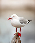 Seagull