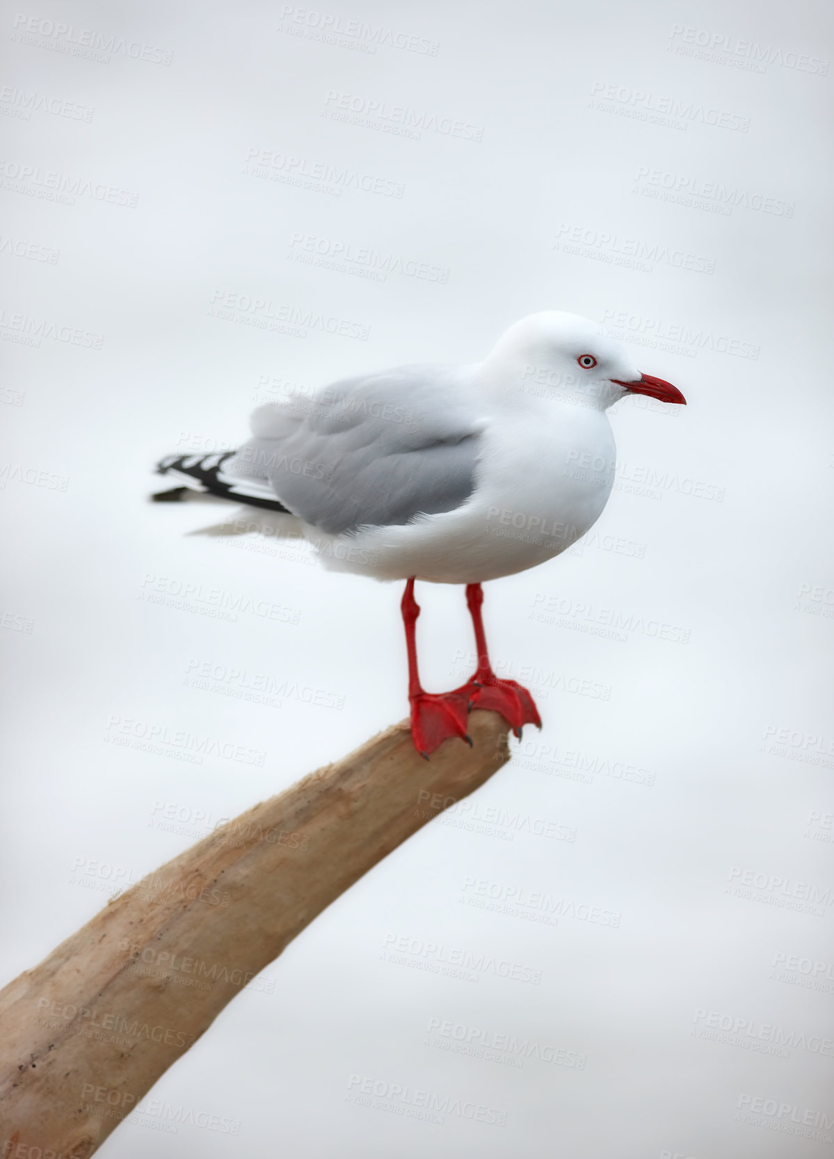 Buy stock photo A seagull in its natural habitat by the ocean. Wildlife sitting on a stump in nature against a blurred grey background outside. One cute clean marine bird on driftwood at the beach with copy space 