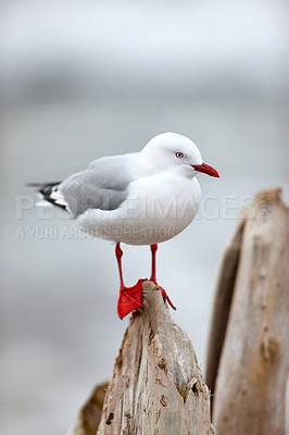 Buy stock photo A cute seagull standing outdoors at the beach in its habitat or environment on a summer day. One adorable bright white and grey bird in nature at the ocean on a tree trunk or wood in the afternoon