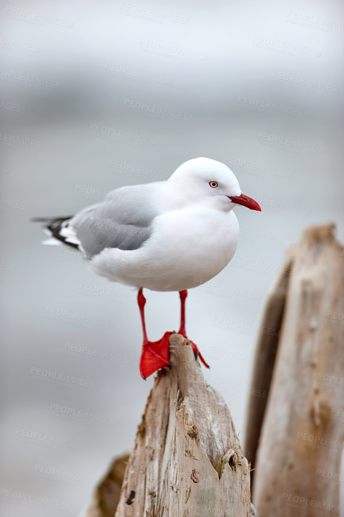 Buy stock photo A cute seagull standing outdoors at the beach in its habitat or environment on a summer day. One adorable bright white and grey bird in nature at the ocean on a tree trunk or wood in the afternoon